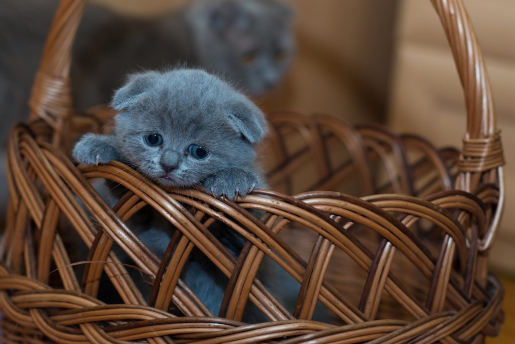 panier en osier avec un chat